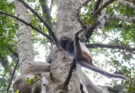 OMG! Lori Falls From Tree